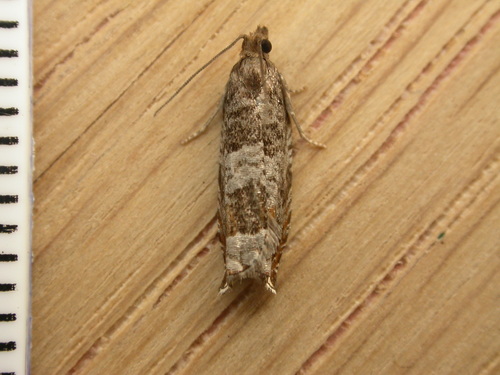 Triangle-marked Roller, photo 3 of 10