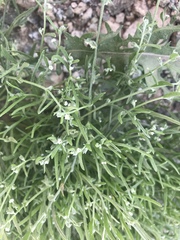 Pectocarya platycarpa