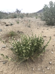 Pectocarya platycarpa