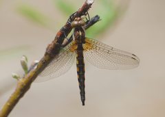 Neurocordulia michaeli