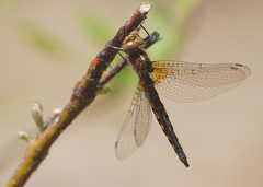Neurocordulia michaeli