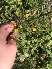 Youngia japonica
