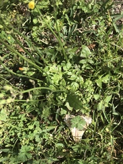 Youngia japonica