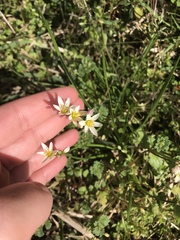 Nothoscordum bivalve