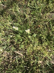 Nothoscordum bivalve