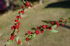 Blitum virgatum