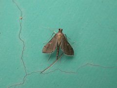 Bradina atopalis