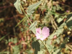 Sphaeralcea axillaris