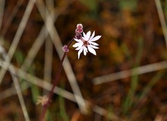 Lithophragma glabrum