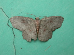 Xenozancla versicolor