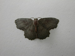 Xenozancla versicolor