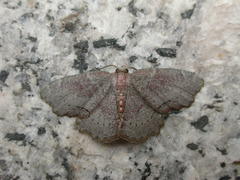 Xenozancla versicolor