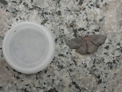 Xenozancla versicolor