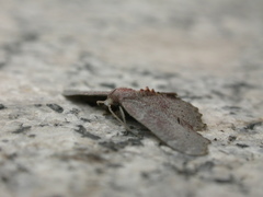 Xenozancla versicolor