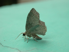 Xenozancla versicolor