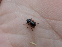 Cryptocephalus notatus