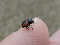 Cryptocephalus notatus