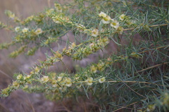Salsola daghestanica