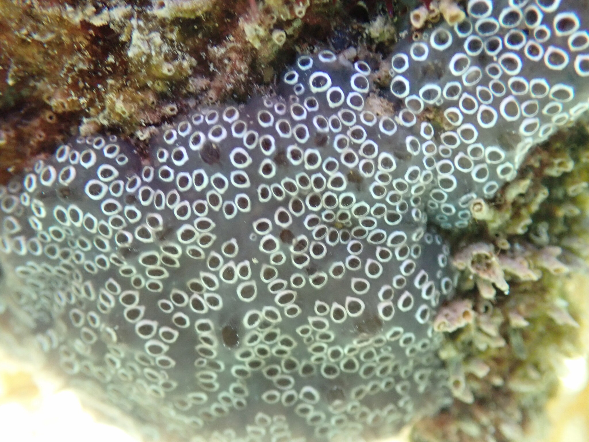Distaplia bermudensis Van Name, 1902