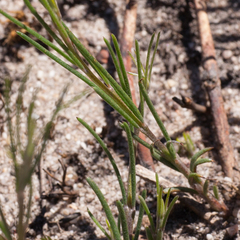 Aspalathus lebeckioides