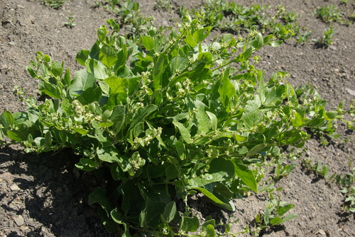 Beta macrorhiza