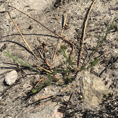 Aspalathus lebeckioides