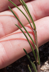 Aspalathus lebeckioides