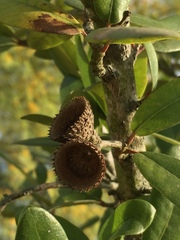 Quercus