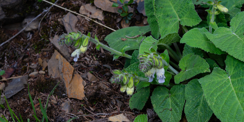 Snow Mountain Sage (Salvia evansiana)