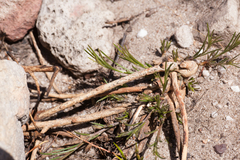 Aspalathus lebeckioides