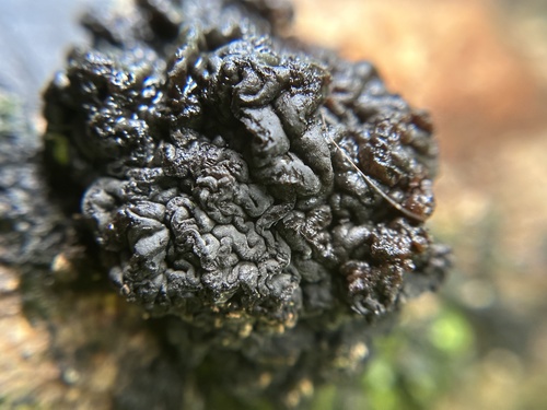 Tremella boraborensis, 2023-08-27