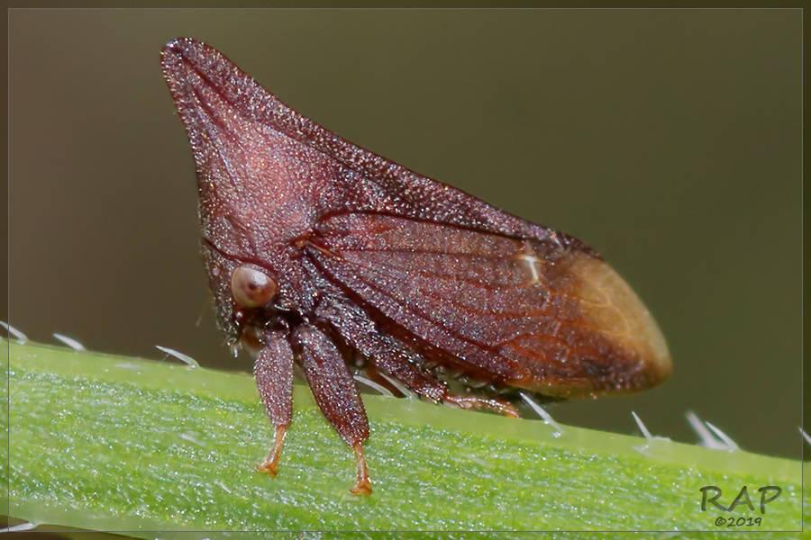 Enchenopa monoceros