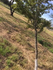 Quercus