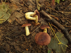 Russula puellaris
