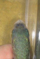 Osteomugil speigleri