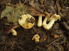 Russula puellaris