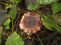 Russula puellaris