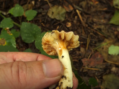 Russula puellaris