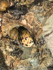 Nerita peloronta