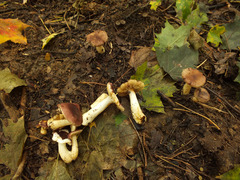 Russula puellaris