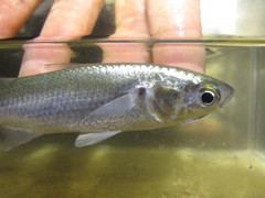 Osteomugil speigleri