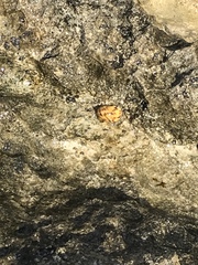 Nerita peloronta