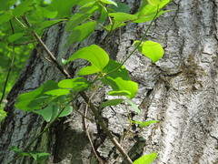 Biscogniauxia mediterranea