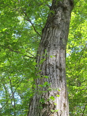 Biscogniauxia mediterranea