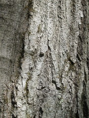 Biscogniauxia mediterranea