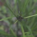 Cyperus tetraphyllus - Photo (c) Ian McMaster, some rights reserved (CC BY-NC), uploaded by Ian McMaster