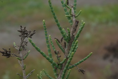 Halostachys belangeriana