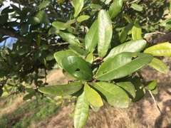 Quercus