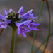 Lindernia dunlopii - Photo 由 Kenton Lawson 所上傳的 (c) Kenton Lawson，保留部份權利CC BY-NC