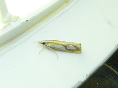 Catoptria pinella